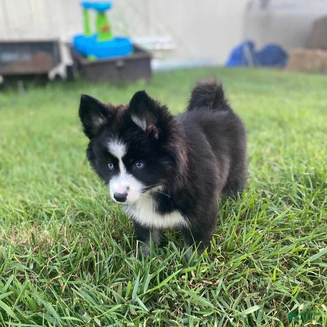 Pomsky dogs for sale: Nami - Image 7