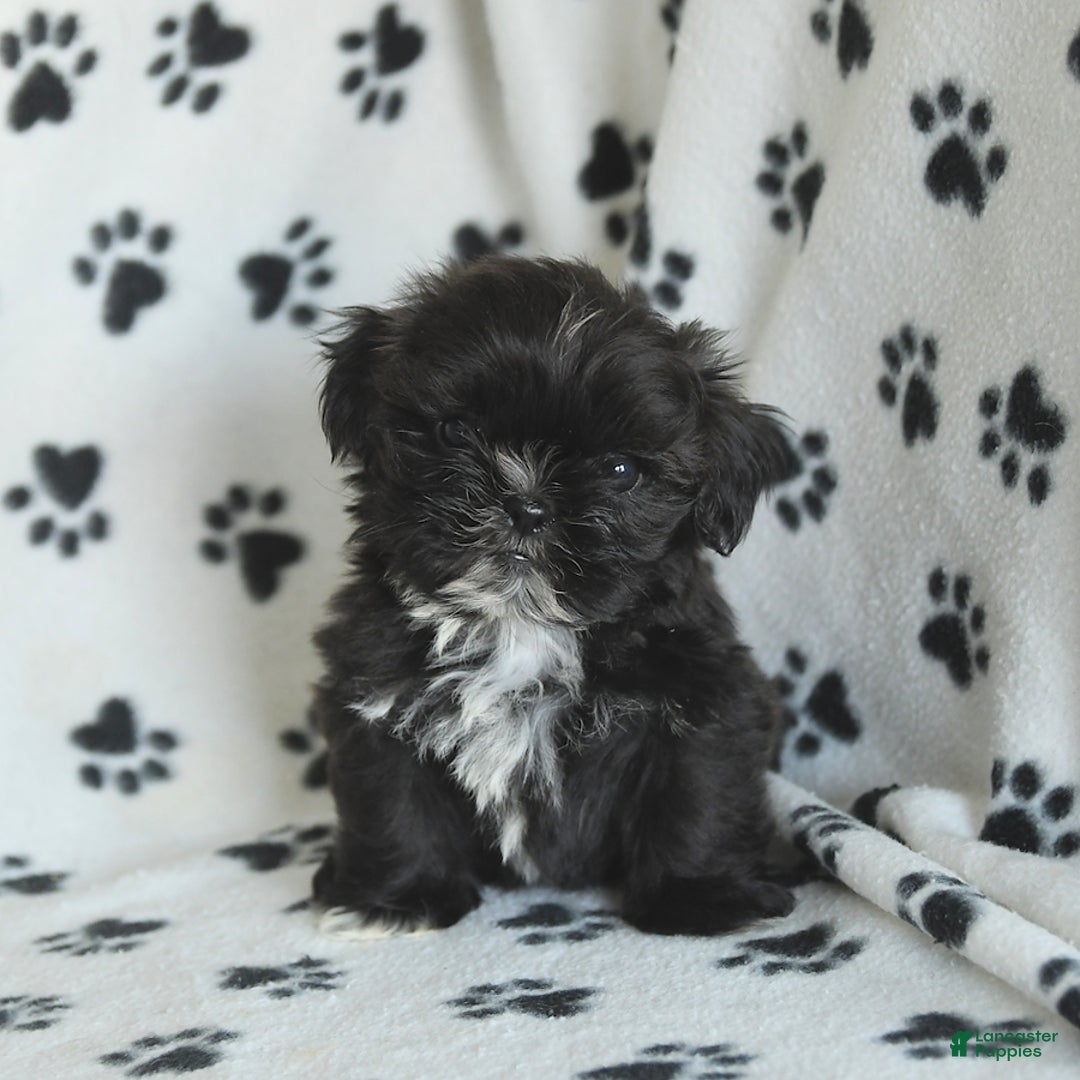 Shih Tzu dogs for sale: Fido - Image 2