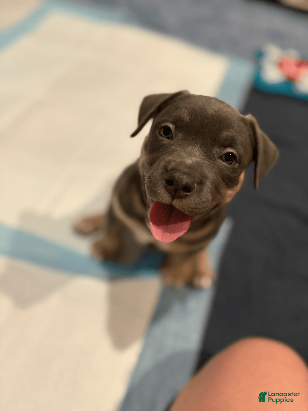 American Bully dogs for sale: Daisy - Image 4