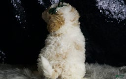 Maltipoo dogs for sale: Stache - Image 7