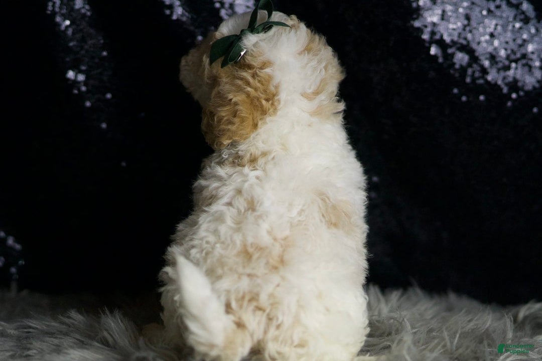 Maltipoo dogs for sale: Stache - Image 7