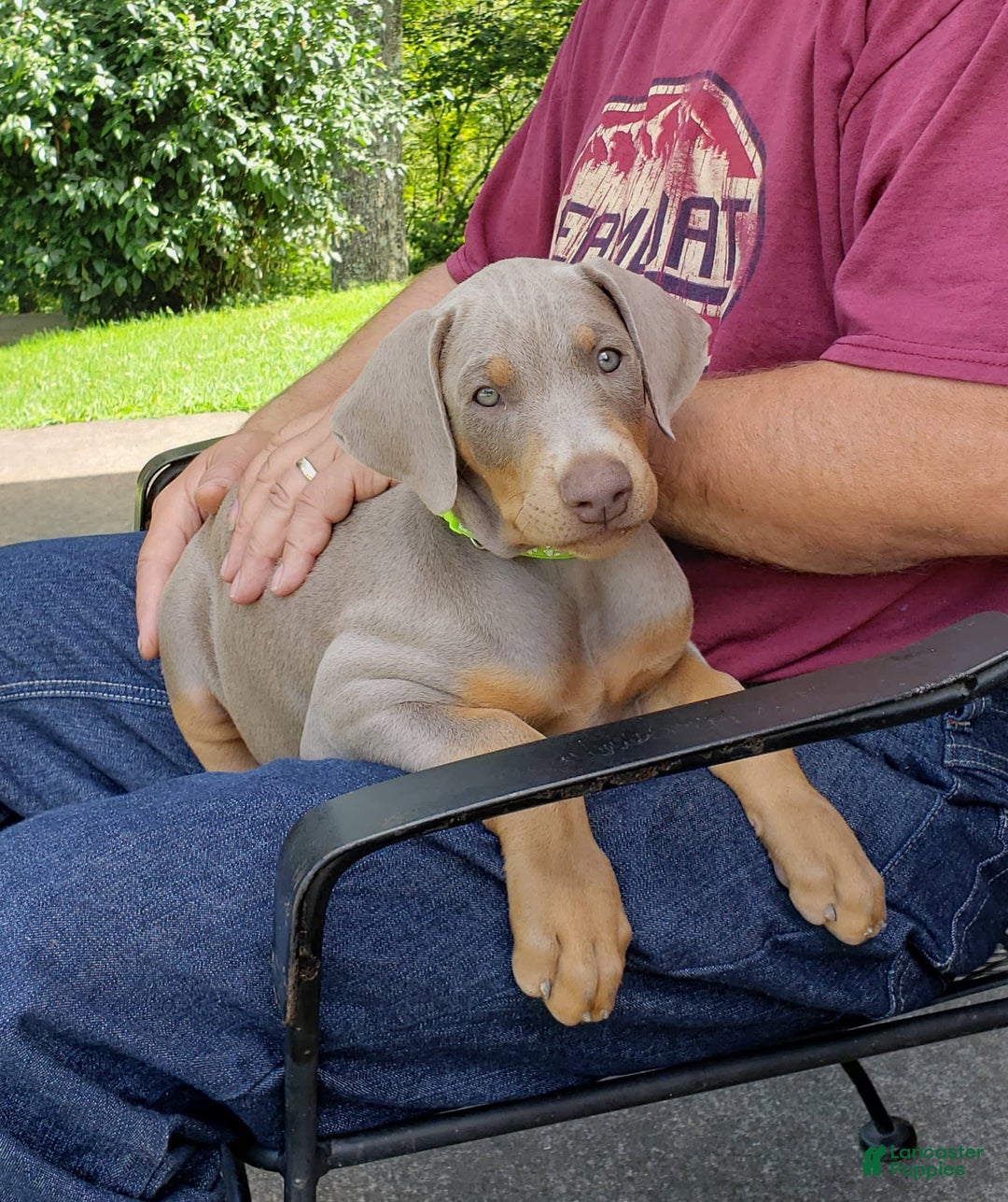 Doberman Pinscher dogs for sale: Smurf - Image 5