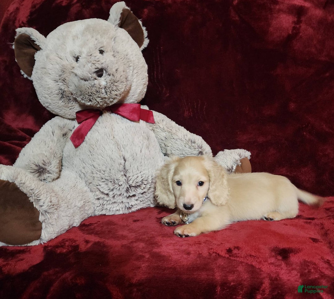 Miniature Dachshund dogs for sale: Tucker - Image 9