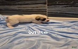 Great Pyrenees dogs for sale: White - Image 2