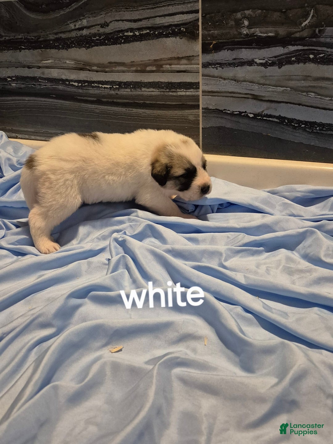 Great Pyrenees dogs for sale: White - Image 2