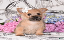 Cairn Terrier dogs for sale: Prilly - Image 1