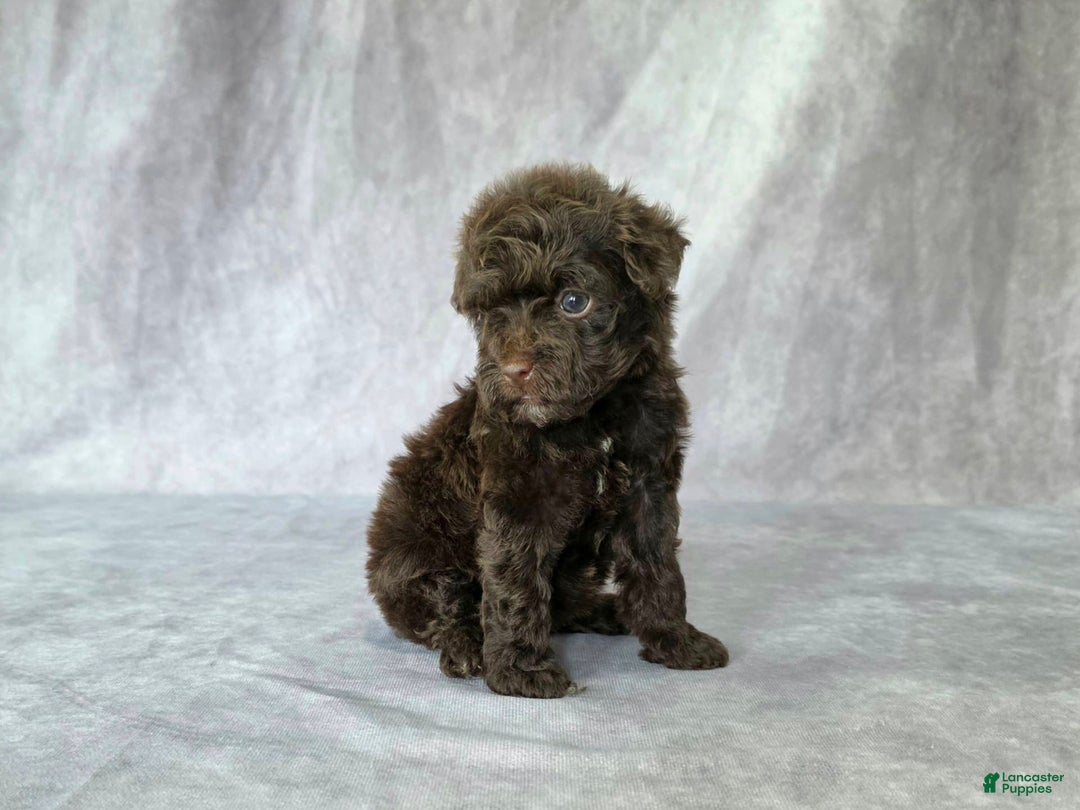 Toy Poodle dogs for sale: Uma - Image 4