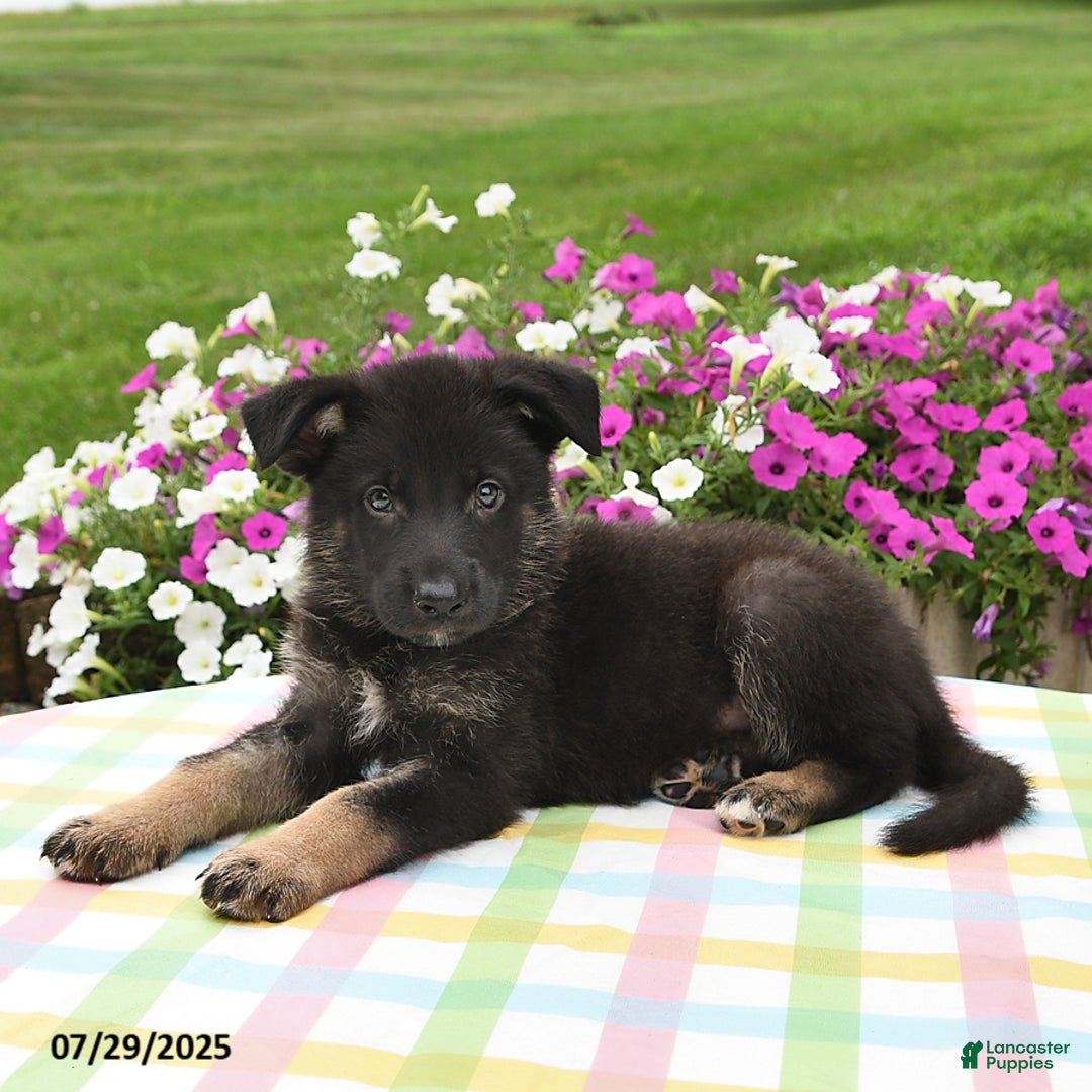 German Shepherd dogs for sale: Cletus - Image 2