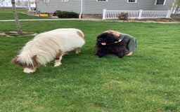 Newfoundland dogs for sale: Dawson - Image 2