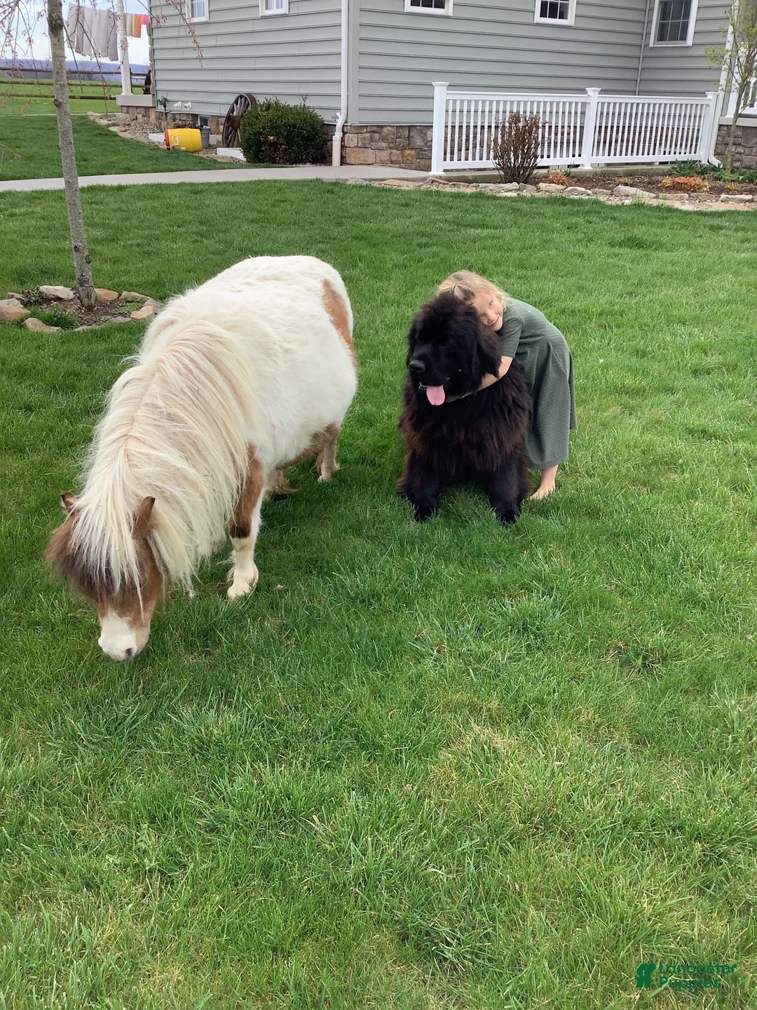 Newfoundland dogs for sale: Dawson - Image 2