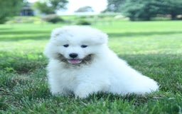 Samoyed dogs for sale: Blake - Image 3