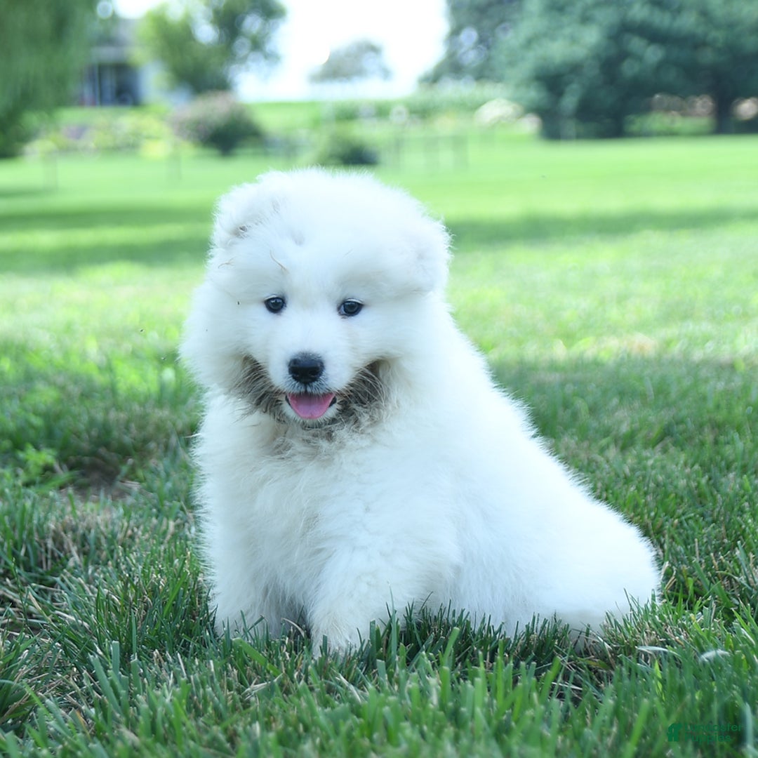 Samoyed dogs for sale: Blake - Image 3