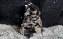 Maltipoo dogs for sale: Princess - Image 4