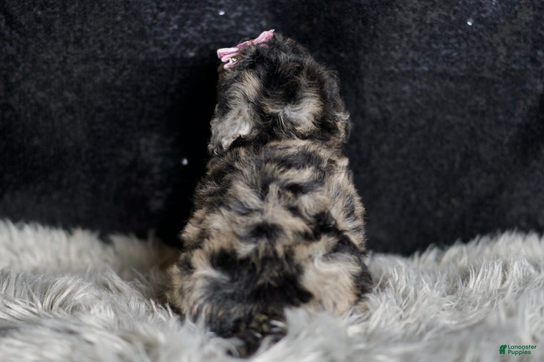 Maltipoo dogs for sale: Princess - Image 4
