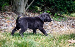 Labrador Retriever dogs for sale: Raven - Image 5