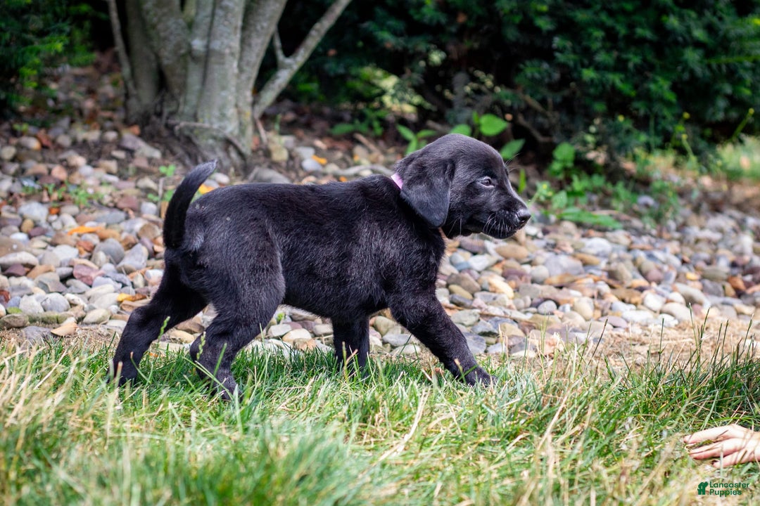 Labrador Retriever dogs for sale: Raven - Image 5