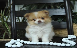 Pomeranian dogs for sale: Indie - Image 1