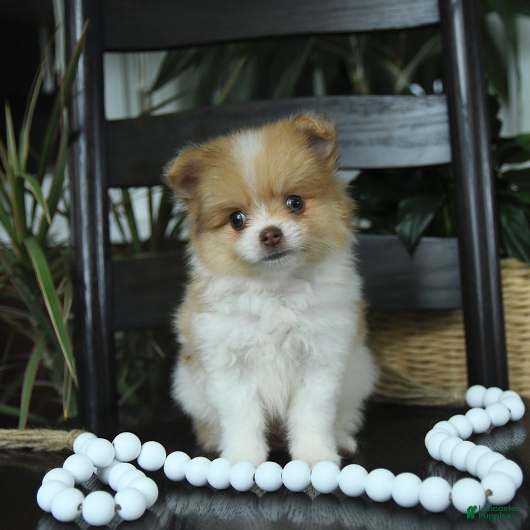 Pomeranian dogs for sale: Indie - Image 1
