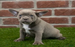 Frenchton dogs for sale: Rocket - Image 5