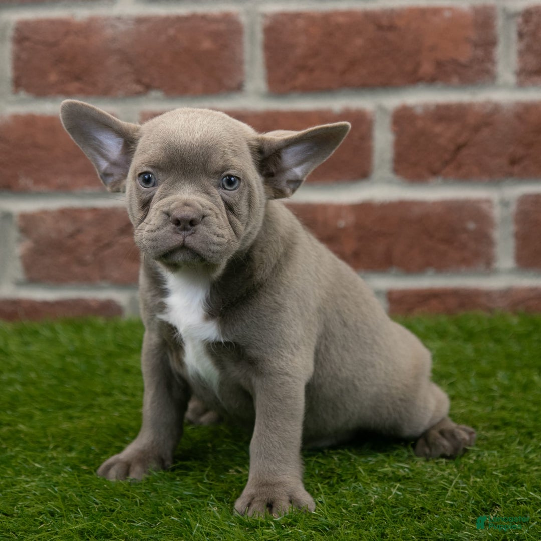 Frenchton dogs for sale: Rocket - Image 5