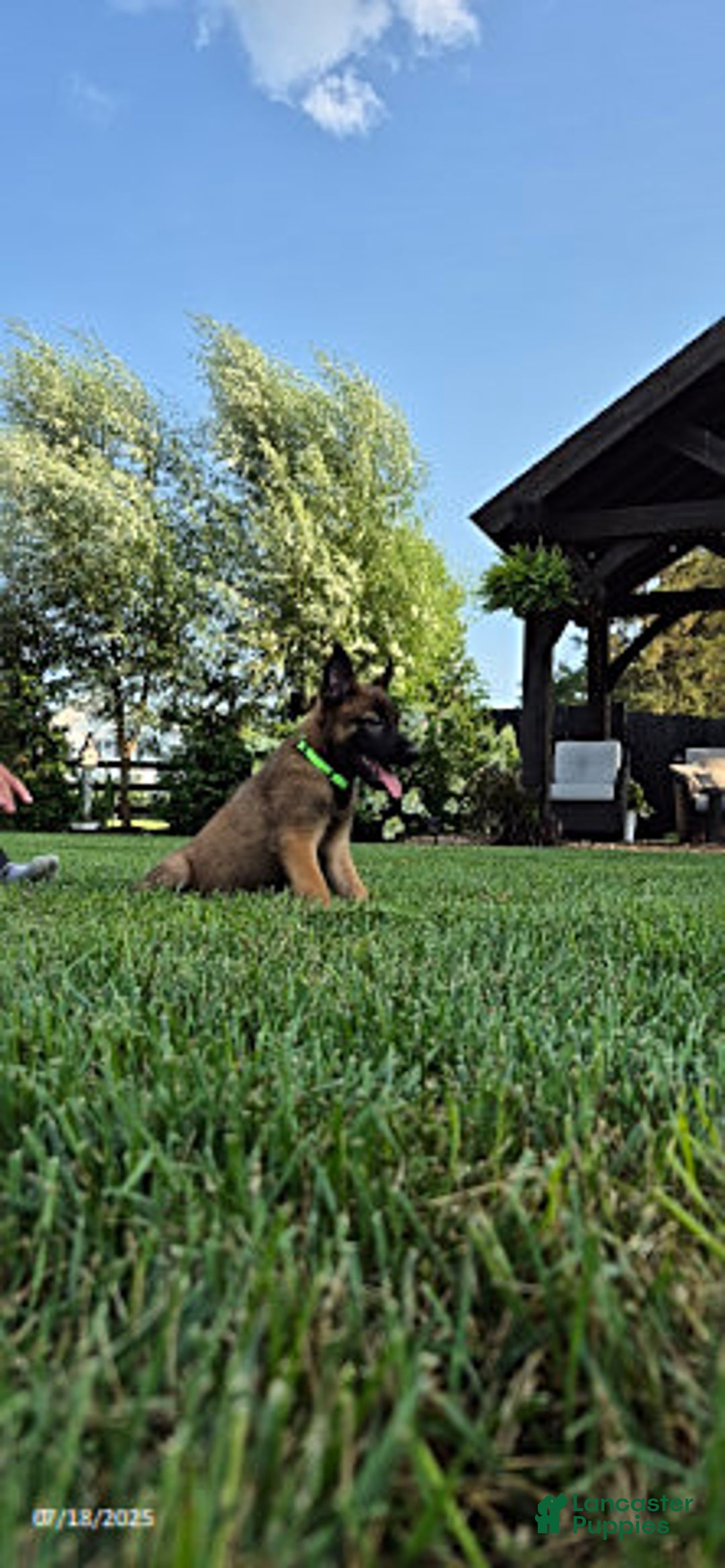 Belgian Malinois dogs for sale: Lyra - Image 1