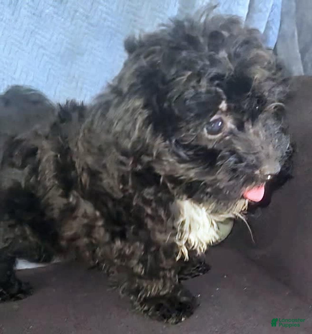 Yorkiepoo dogs for sale: Laverne - Image 1