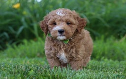 Mini Goldendoodle dogs for sale: Yellow Collar - Image 8