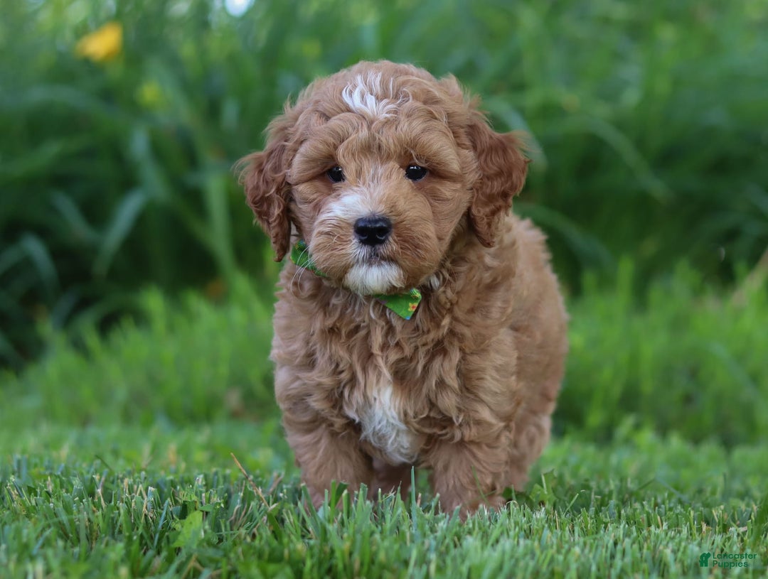 Mini Goldendoodle dogs for sale: Yellow Collar - Image 8