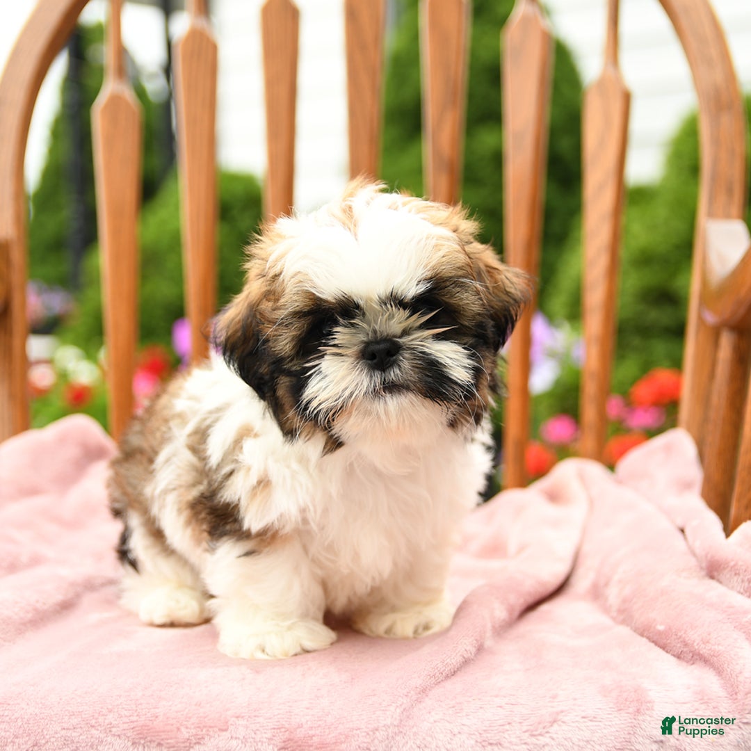 Shih Tzu dogs for sale: Paddington - Image 7