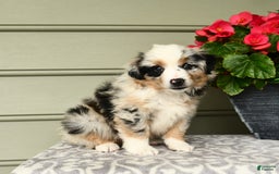 Miniature Australian Shepherd dogs for sale: Pepsi - Image 3