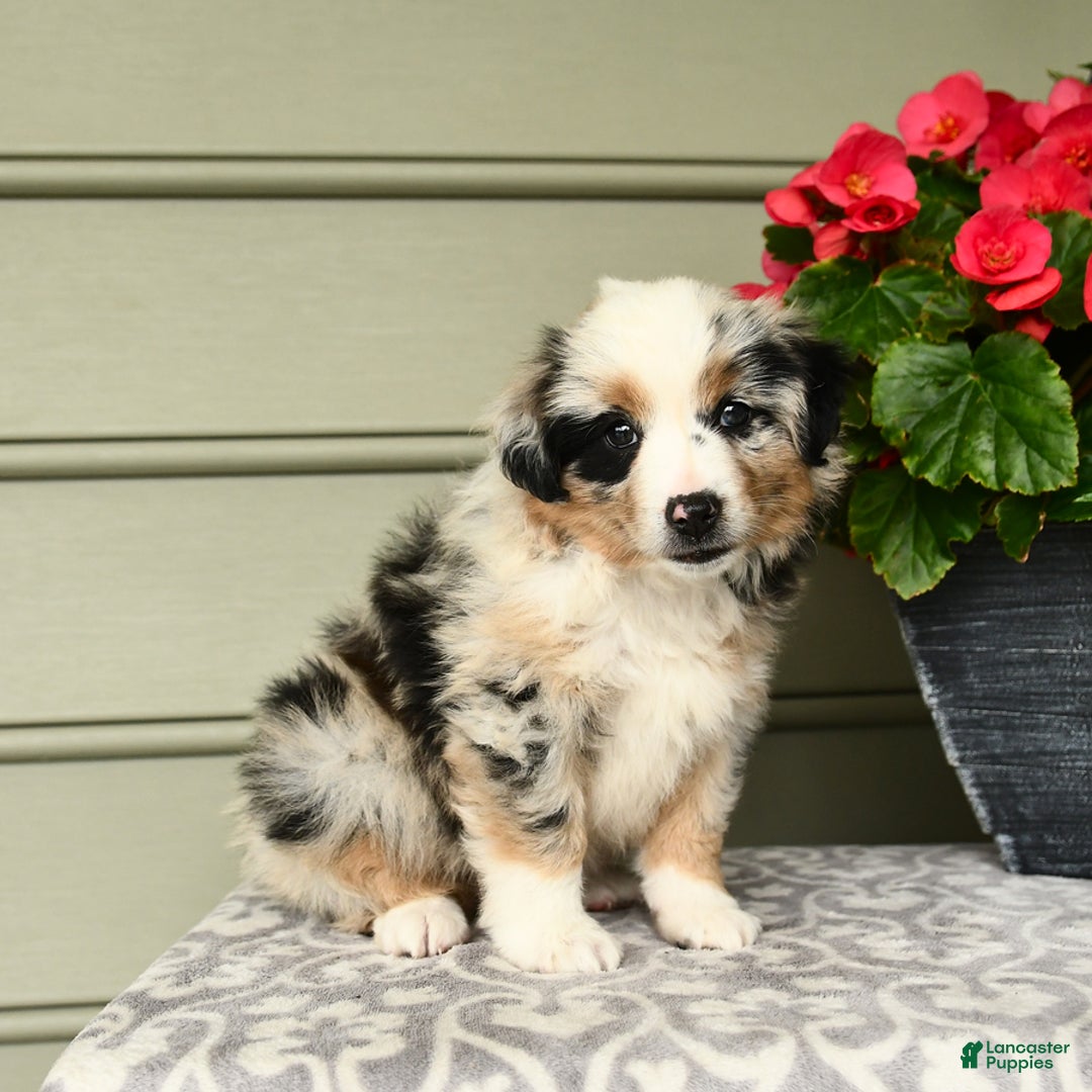Miniature Australian Shepherd dogs for sale: Pepsi - Image 3