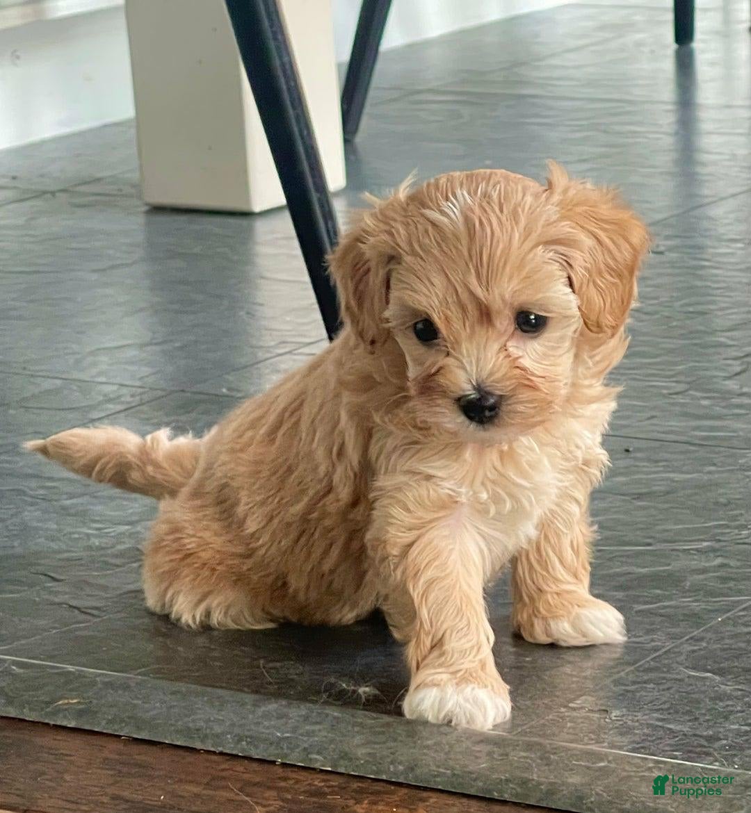Maltipoo dogs for sale: Debbie - Image 4