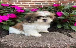 Shih Tzu dogs for sale: Luca - Image 5