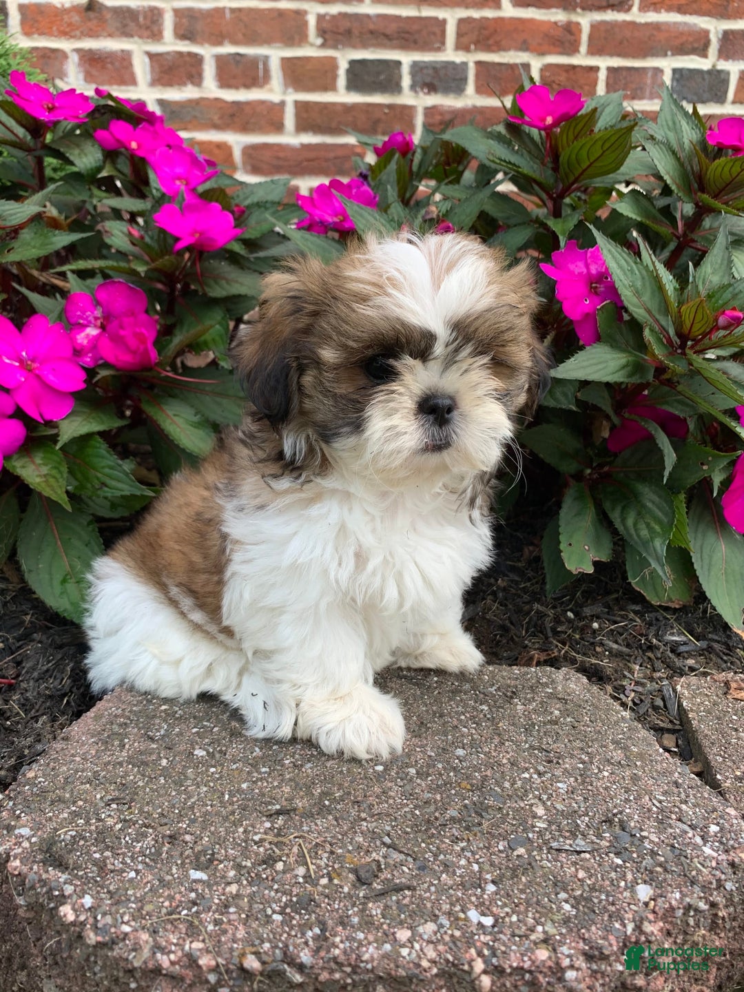Shih Tzu dogs for sale: Luca - Image 5