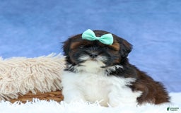 Shihpoo dogs for sale: King - Image 8