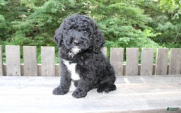 Mini Goldendoodle dogs for sale: Kevin - Image 3