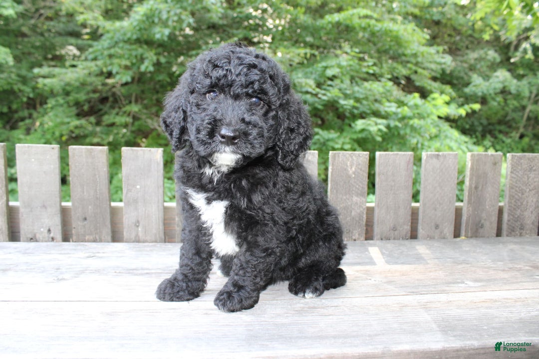 Mini Goldendoodle dogs for sale: Kevin - Image 3