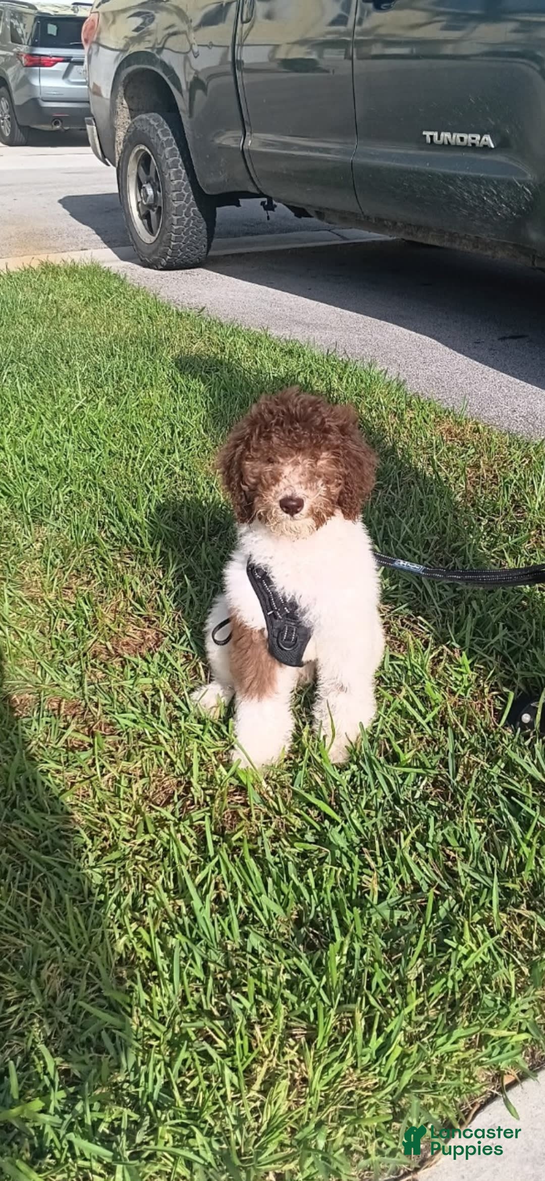 Goldendoodle dogs for sale: Jaxx - Image 2