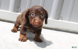 Dachshund dogs for sale: Anna Mini - Image 4
