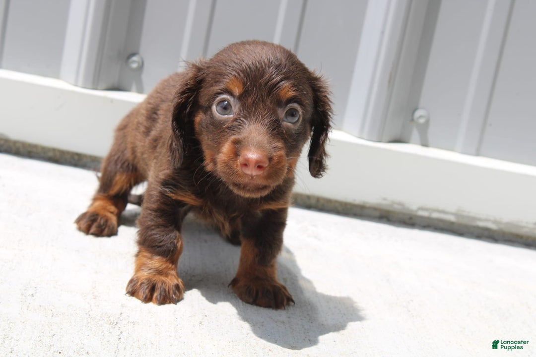 Dachshund dogs for sale: Anna Mini - Image 4