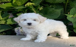 Coton De Tulear dogs for sale: Pearl - Image 3