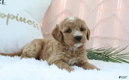  dogs for sale: Mini Goldendoodle 4 puppies - Image 2