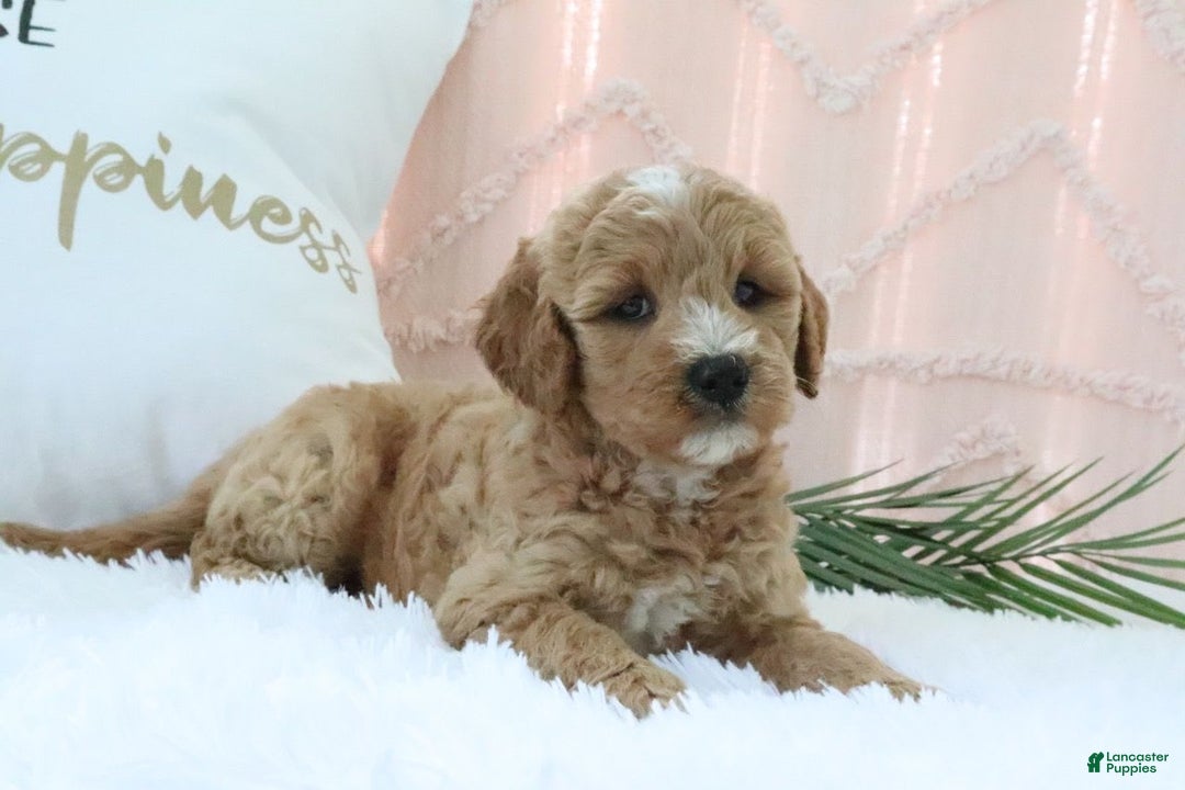  dogs for sale: Mini Goldendoodle 4 puppies - Image 2