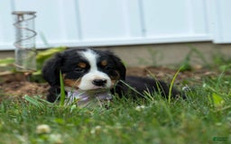 Bernese Mountain Dog dogs for sale: Suse - Image 4