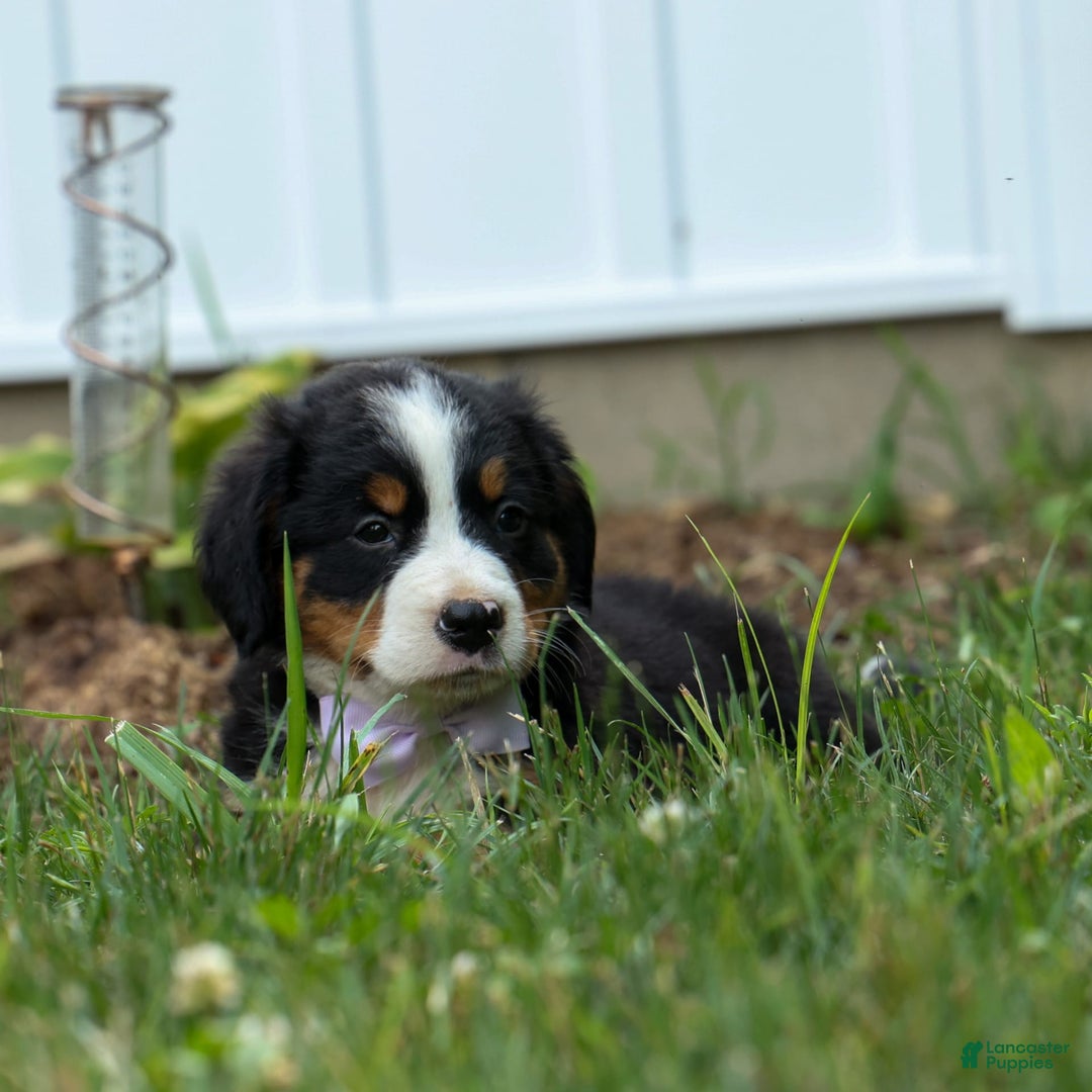 Bernese Mountain Dog dogs for sale: Suse - Image 4