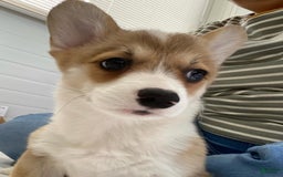 Welsh Corgi Pembroke dogs for sale: Randa - Image 3