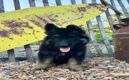 German Shepherd dogs for sale: Bear - Image 5