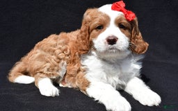 Mini Goldendoodle dogs for sale: Rocky - Image 6