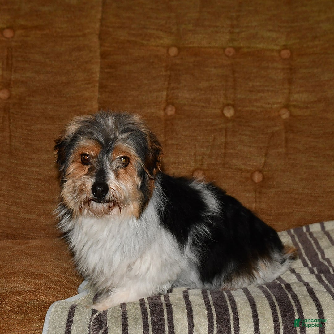 Havanese dogs for sale: Bessy - Image 27