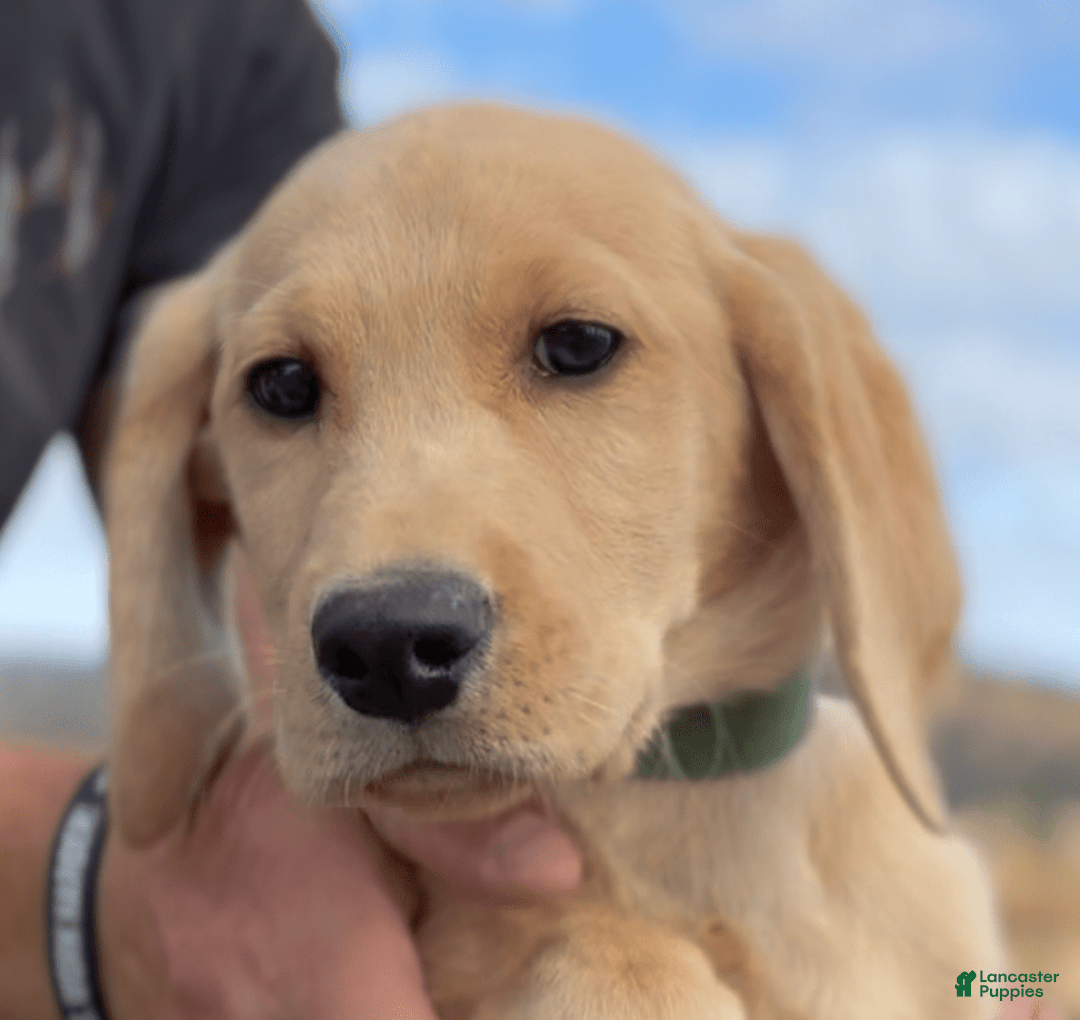 Labrador Retriever dogs for sale: Clyde - Image 8